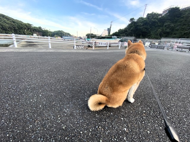 お散歩中動かない犬