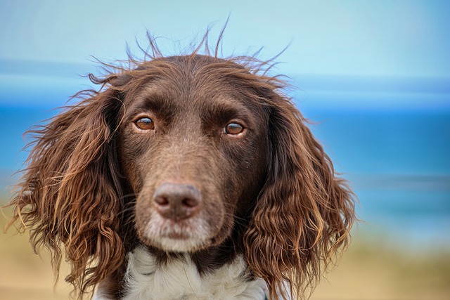 風になびく犬と海
