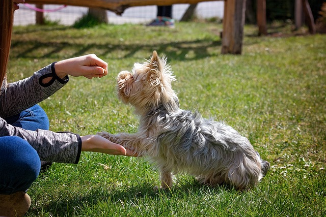 飼い主と遊ぶ犬　オヤツ　しつけ