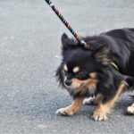 散歩中に歩かない犬