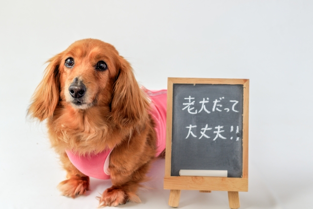 まとめ:薬選びより先に、犬の条件と記録を整える