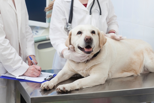 1. 老犬がかかりやすい病気とは？に関連する犬のイメージ