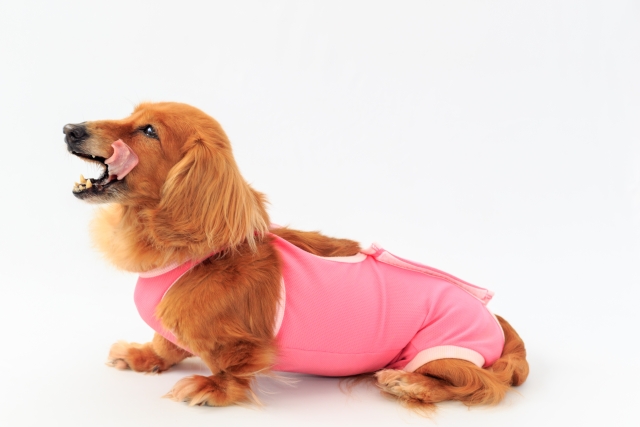 胴長で体が柔らかい犬