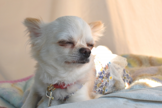 ストレスが老犬の健康に与える影響に関連する犬のイメージ