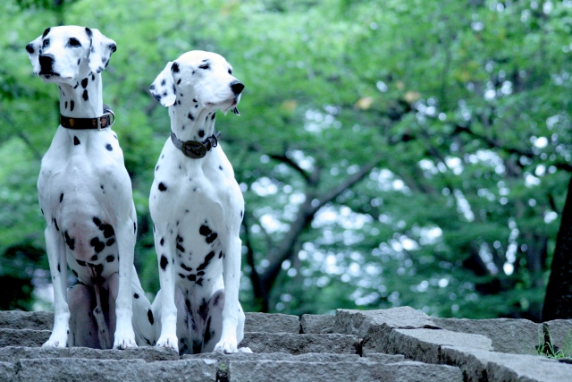 躾の良い犬たち