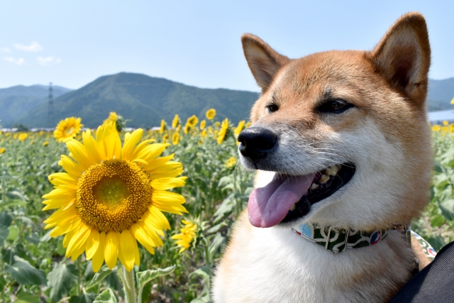 過ごしやすい散歩の季節