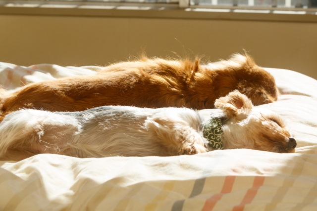 滑りにくいフローリングマットの活用に関連する犬のイメージ