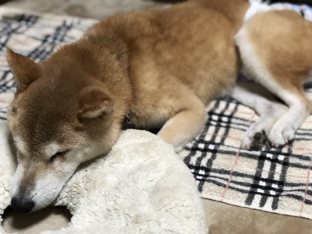 腎臓病