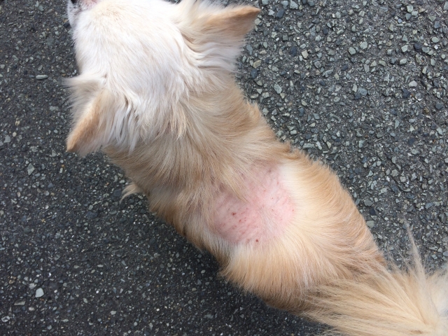 皮膚病と免疫力の低下