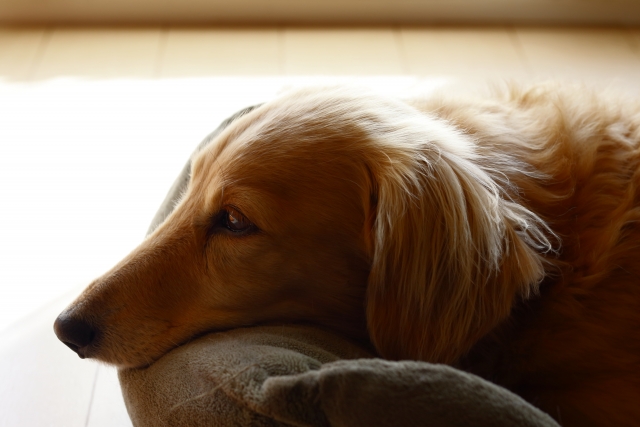 高齢犬が感じるストレスとは？その原因とサインに関連する犬のイメージ