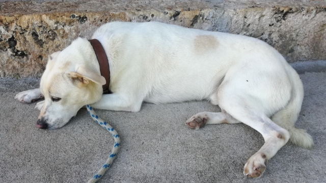 疲れてしまった老犬