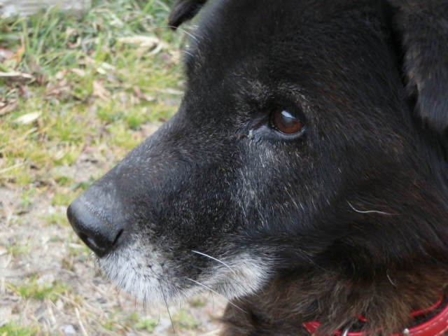 7. 老犬における認知症の兆候と対策に関連する犬のイメージ