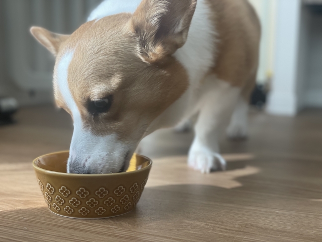犬用のフードボウルの調整について