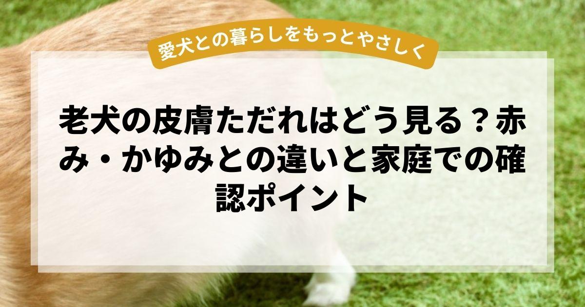 老犬の皮膚ただれはどう見る？赤み・かゆみとの違いと家庭での確認ポイント
