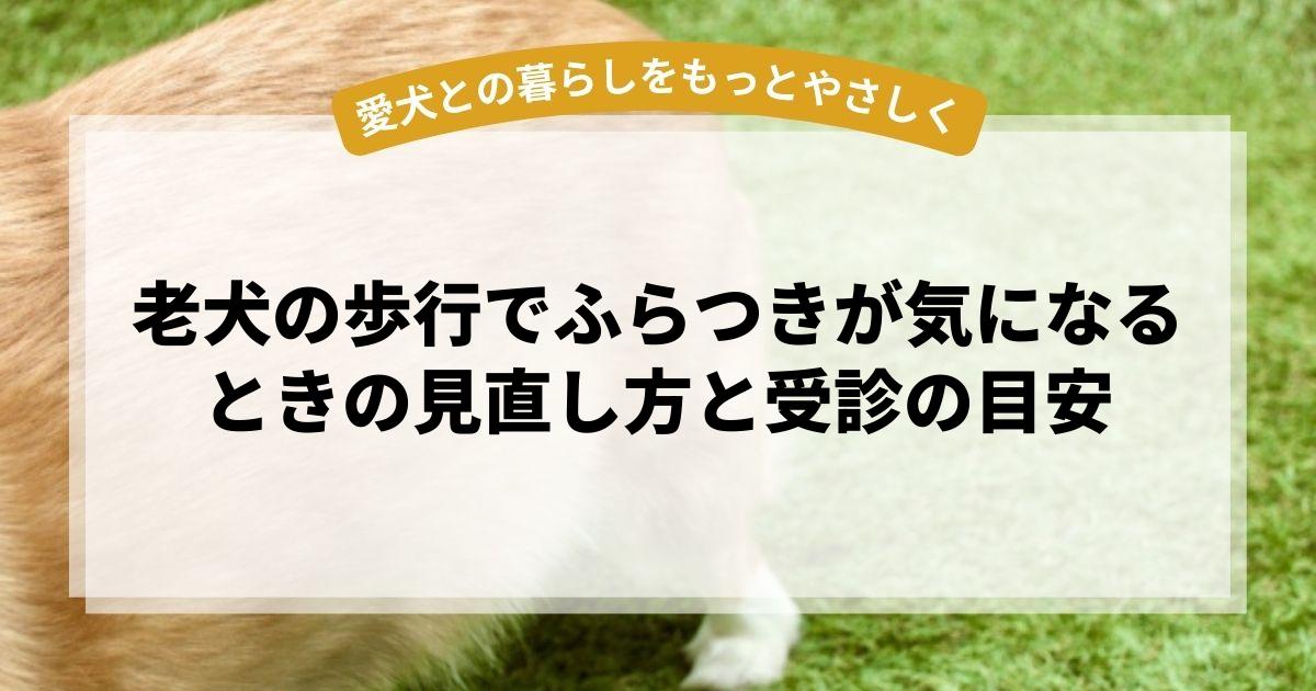 老犬の歩行でふらつきが気になるときの見直し方と受診の目安