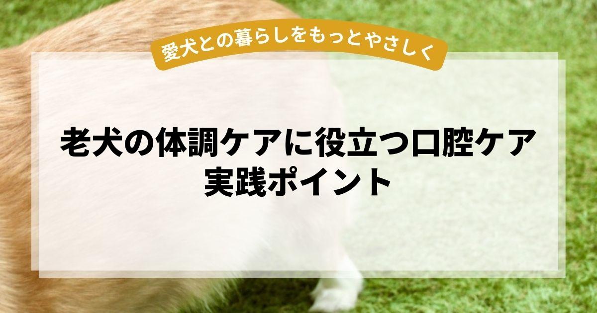 老犬の体調ケアに役立つ口腔ケア実践ポイント