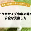 老犬エクササイズ水中の始め方と安全な見直し方