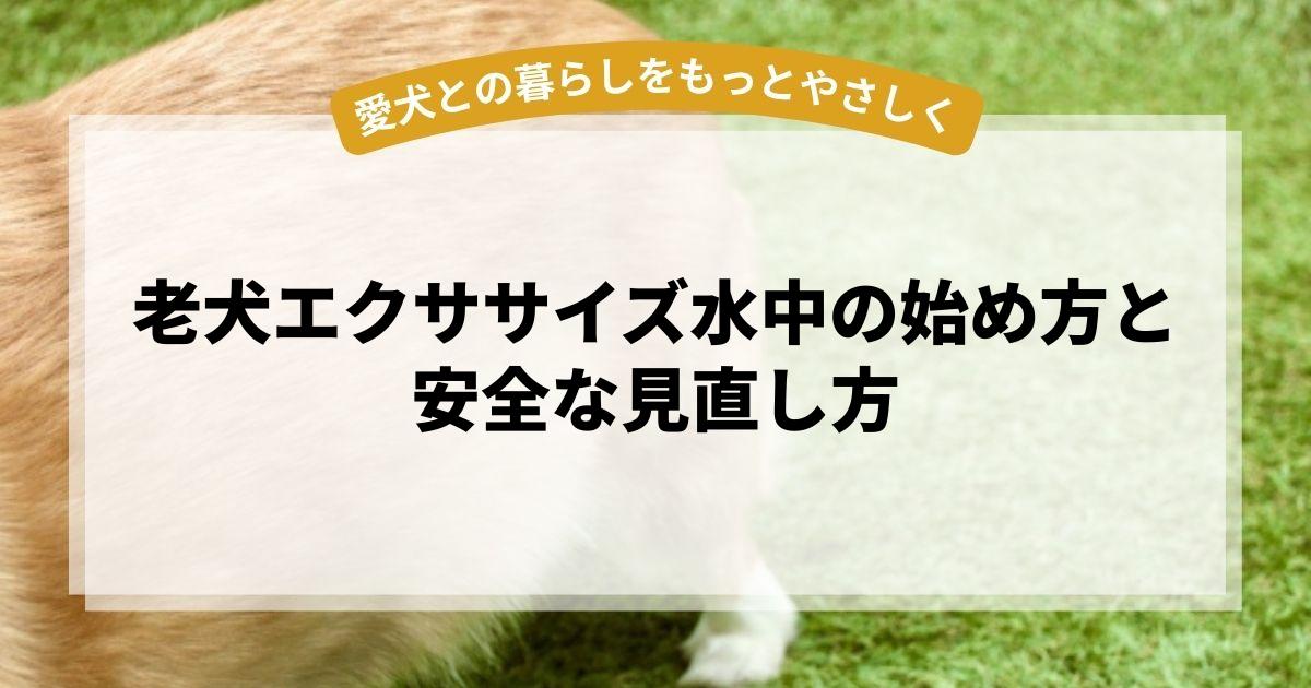 老犬エクササイズ水中の始め方と安全な見直し方