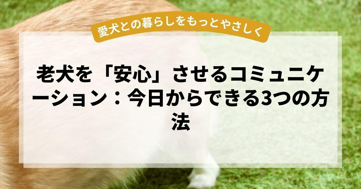 老犬を「安心」させるコミュニケーション：今日からできる3つの方法