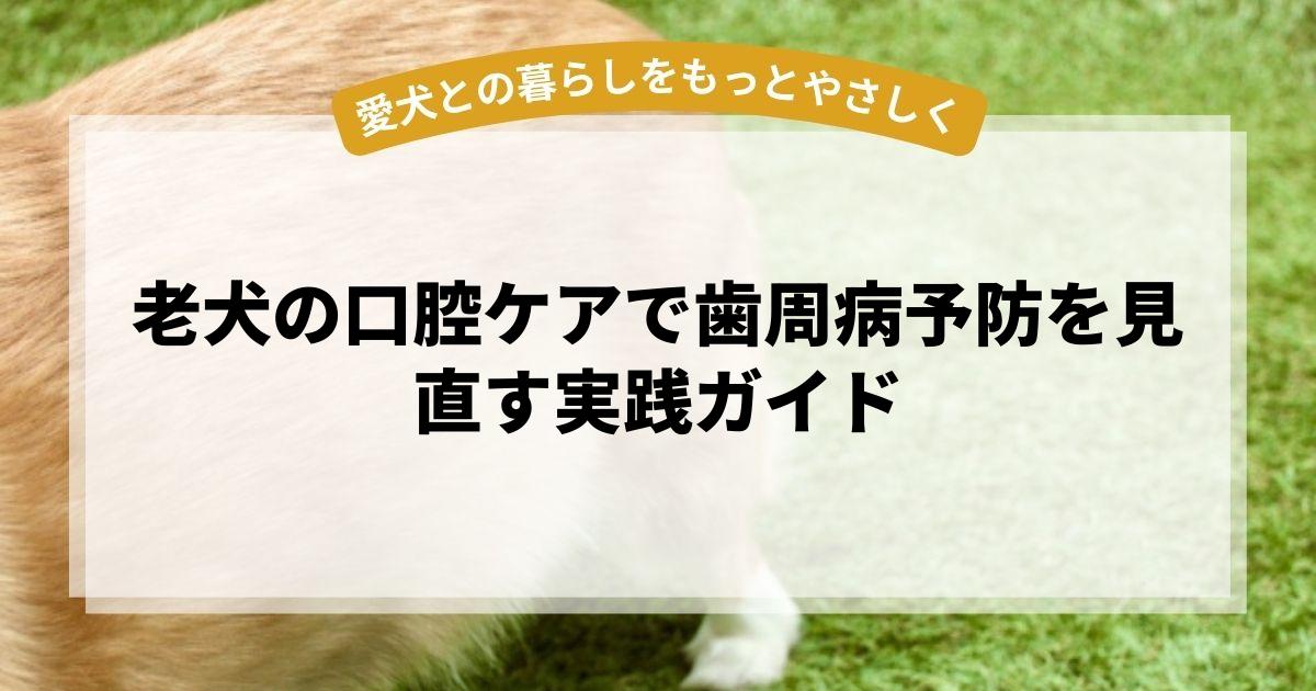 老犬の口腔ケアで歯周病予防を見直す実践ガイド