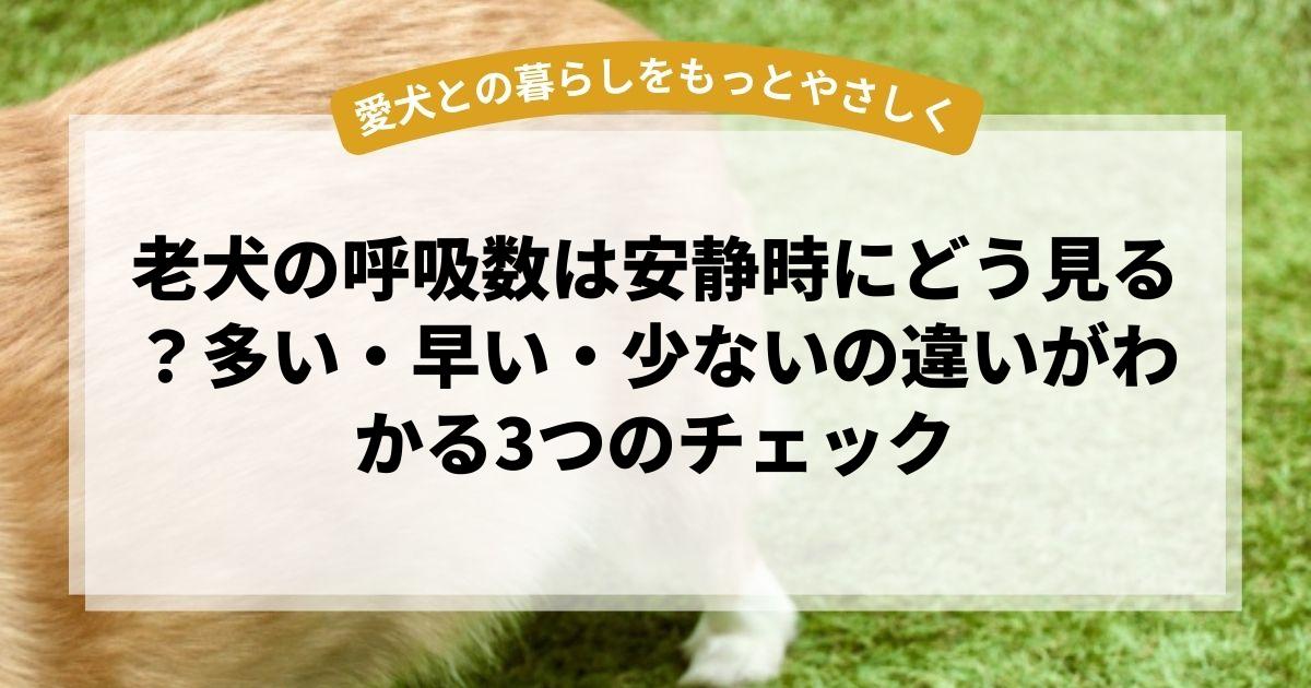 老犬の呼吸数は安静時にどう見る？多い・早い・少ないの違いがわかる3つのチェック