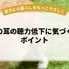 老犬の耳の聴力低下に気づく実践ポイント