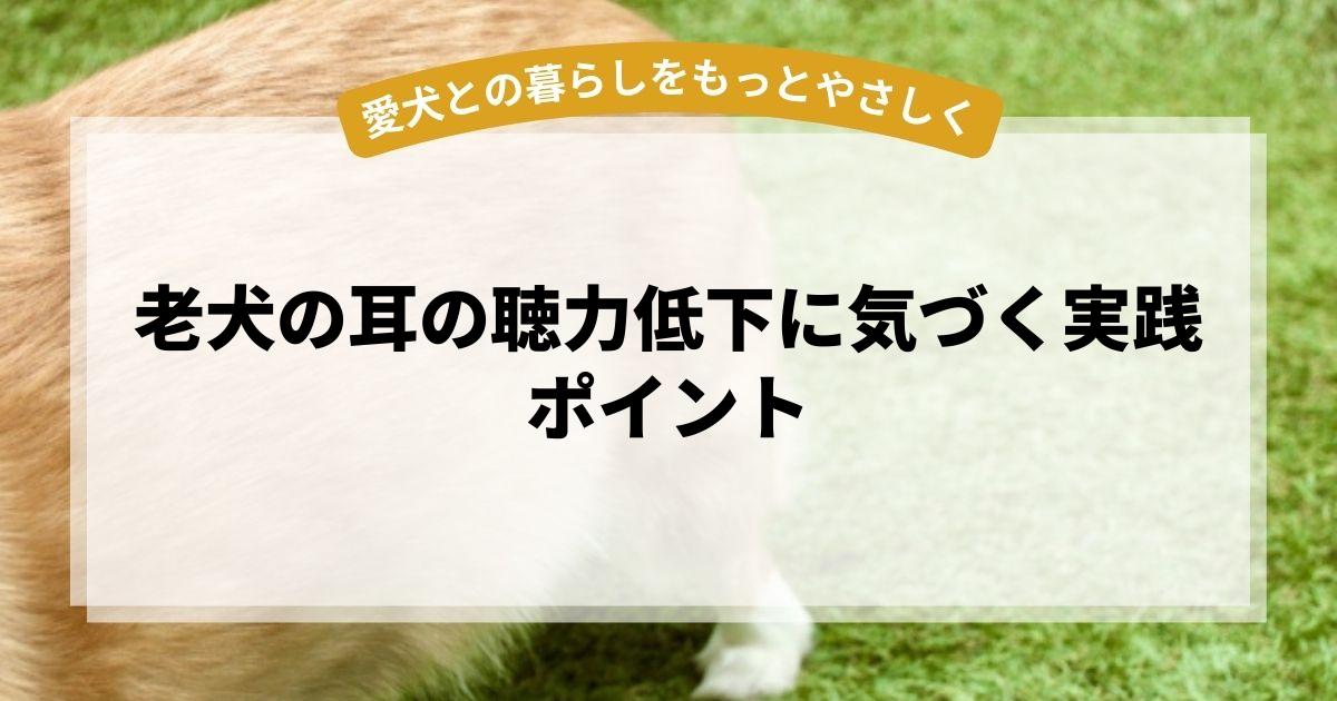 老犬の耳の聴力低下に気づく実践ポイント