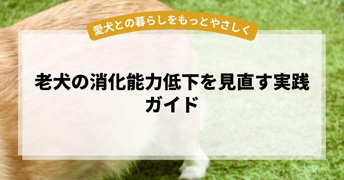 老犬の消化能力低下を見直す実践ガイド