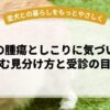 老犬の腫瘍としこりに気づいたら読む見分け方と受診の目安