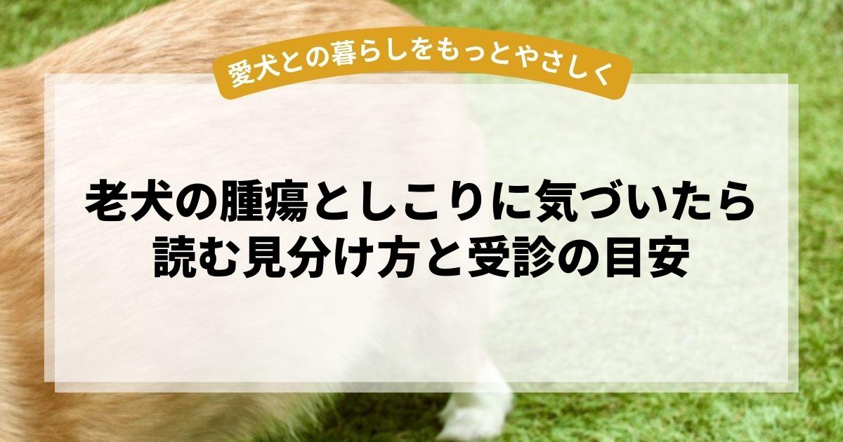 老犬の腫瘍としこりに気づいたら読む見分け方と受診の目安