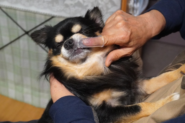 愛犬の口腔ケアについて考える
