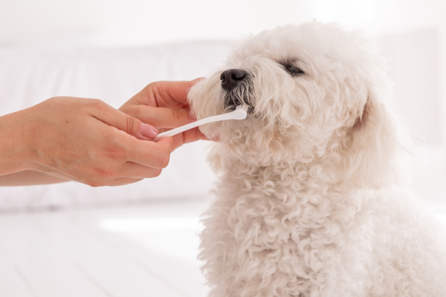 歯磨きがちょっと嫌な犬