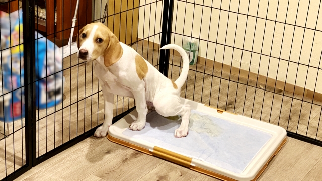 老犬の尿トラブルは「回数」だけで判断しない