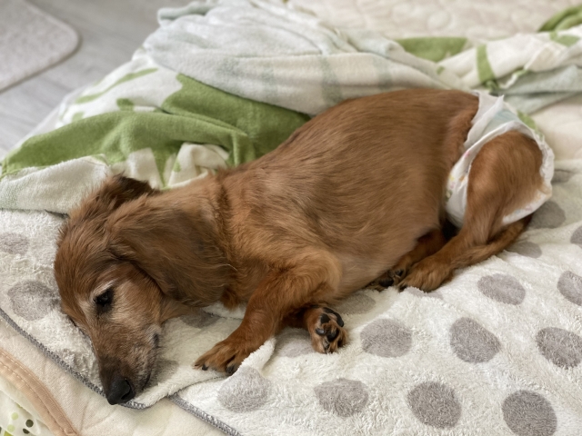 排尿がつらい老犬