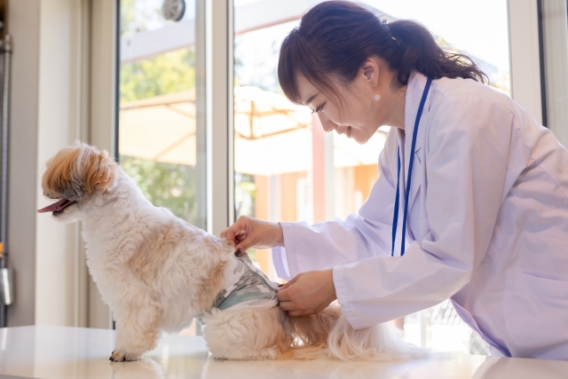 動物病院で正しく伝えるイメージ