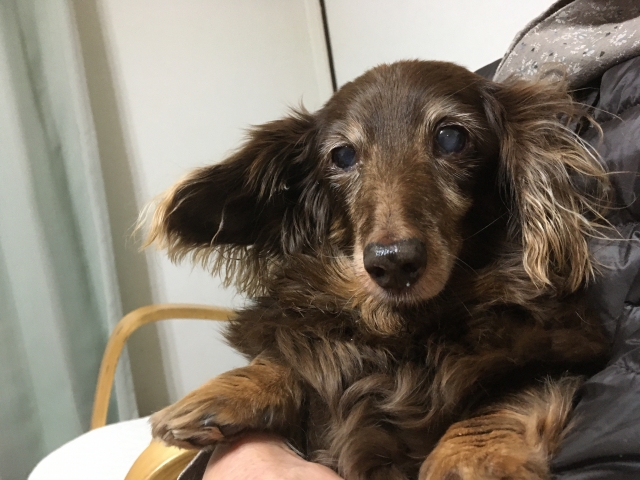穏やかな老犬の今後