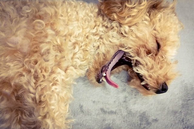 老犬の口の変化