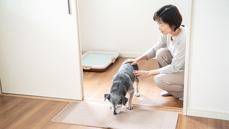排せつ失敗は「トイレを忘れた」だけで起きるわけではない
