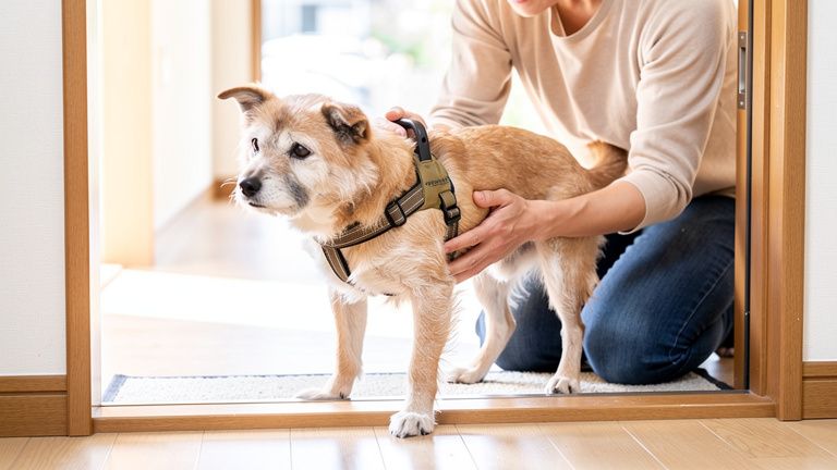 ふらつく愛犬を支えるときは、歩かせるより「転ばせない」