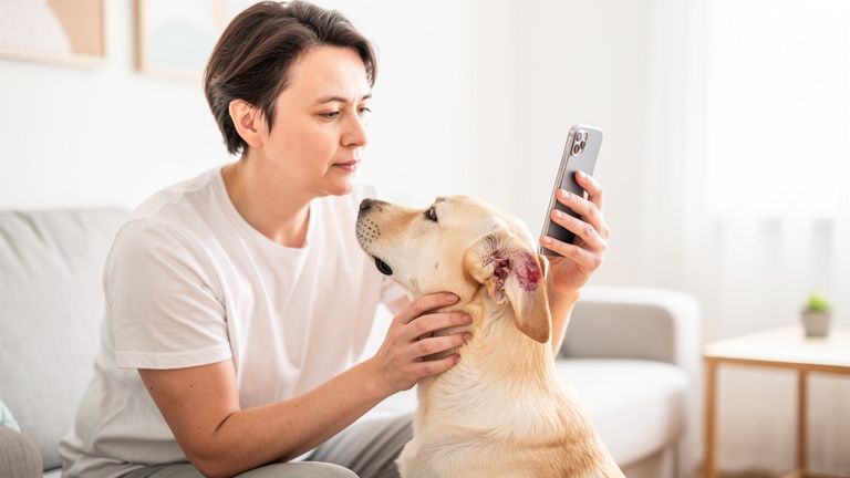 犬に関係するダニを種類別に分けて考えるイメージ