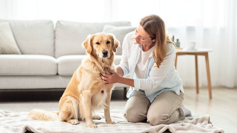 日本の公的情報で確認されている犬のSFTS症状